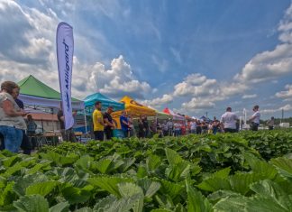 Praktyczna wiedza o uprawie truskawek i unikatowa kolekcja odmian