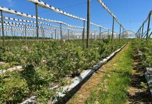 Ochrona borówek nakierowana na uzyskanie trwałego plonu