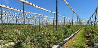 Ochrona borówek nakierowana na uzyskanie trwałego plonu