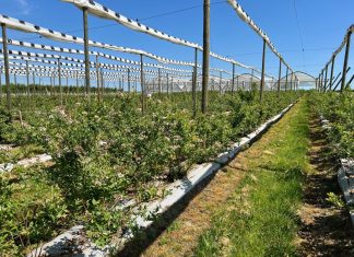 Ochrona borówek nakierowana na uzyskanie trwałego plonu