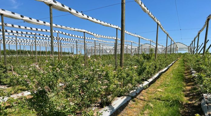 Ochrona borówek nakierowana na uzyskanie trwałego plonu