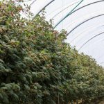 Zapraszamy na IV Konferencję Malinową podczas Targów TSW