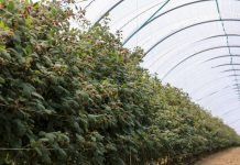 Ochrona biologiczna malin – odmiany letnie i jesienne – przędziorki i mszyce