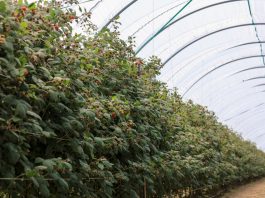 Zapraszamy na IV Konferencję Malinową podczas Targów TSW