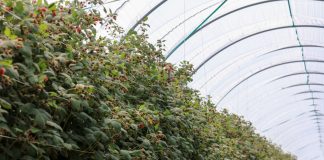 Ochrona biologiczna malin – odmiany letnie i jesienne – przędziorki i mszyce