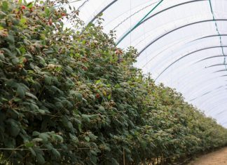 Ochrona biologiczna malin – odmiany letnie i jesienne – przędziorki i mszyce