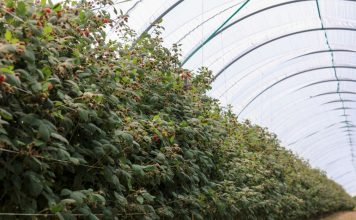 Zapraszamy na IV Konferencję Malinową podczas Targów TSW