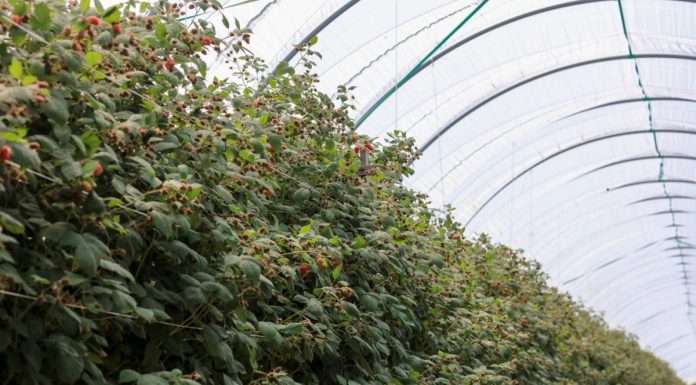 Ochrona biologiczna malin – odmiany letnie i jesienne – przędziorki i mszyce