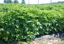 Żywienie malin w warunkach trudnej pogodowo wiosny