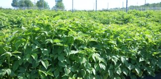 Żywienie malin w warunkach trudnej pogodowo wiosny