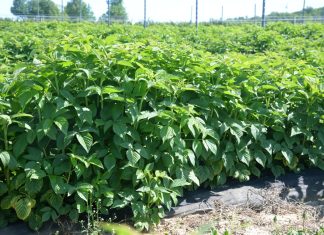 Żywienie malin w warunkach trudnej pogodowo wiosny