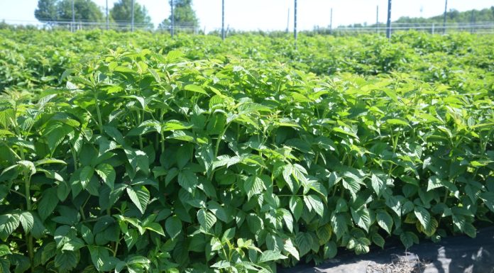 Żywienie malin w warunkach trudnej pogodowo wiosny