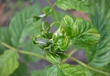 Malina letnia i jesienna – uprawy polowe. Choroby i szkodniki przed kwitnieniem