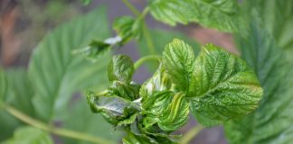 Malina letnia i jesienna – uprawy polowe. Choroby i szkodniki przed kwitnieniem