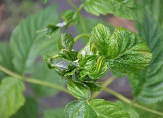 Malina letnia i jesienna – uprawy polowe. Choroby i szkodniki przed kwitnieniem