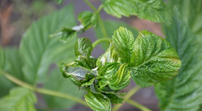 Malina letnia i jesienna – uprawy polowe. Choroby i szkodniki przed kwitnieniem