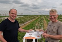 Murarka ogrodowa i murarka rogata pomagają w dobrym zapyleniu borówki