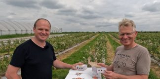 Murarka ogrodowa i murarka rogata pomagają w dobrym zapyleniu borówki