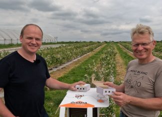 Murarka ogrodowa i murarka rogata pomagają w dobrym zapyleniu borówki