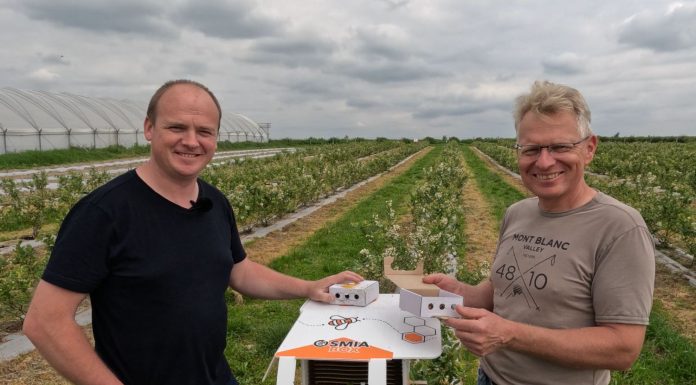 Murarka ogrodowa i murarka rogata pomagają w dobrym zapyleniu borówki