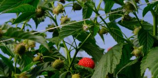 Nowe odmiany malin w projekcie