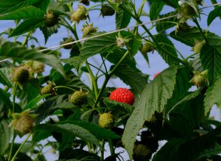 Nowe odmiany malin w projekcie