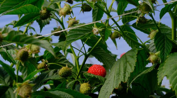 Nowe odmiany malin w projekcie