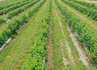 Plantacja malin na trudne czasy i możliwości jej ochrony- Film.
