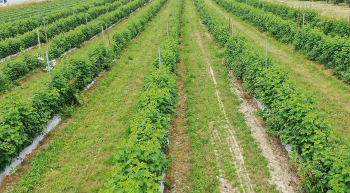 Plantacja malin na trudne czasy i możliwości jej ochrony- Film.