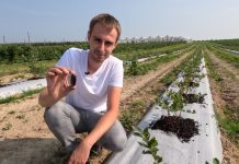 Próchnica dla borówki. Jak najłatwiej dostarczyć?