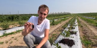 Próchnica dla borówki. Jak najłatwiej dostarczyć?