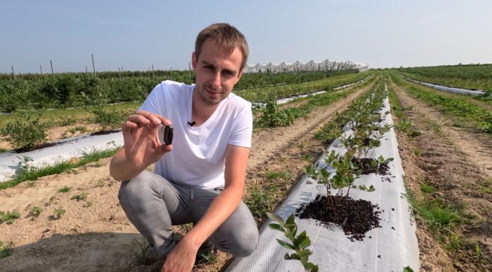 Próchnica dla borówki. Jak najłatwiej dostarczyć?