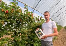 Produkty humusowe w uprawie malin. Czy warto je stosować?