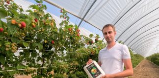 Produkty humusowe w uprawie malin. Czy warto je stosować?