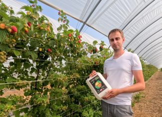 Produkty humusowe w uprawie malin. Czy warto je stosować?