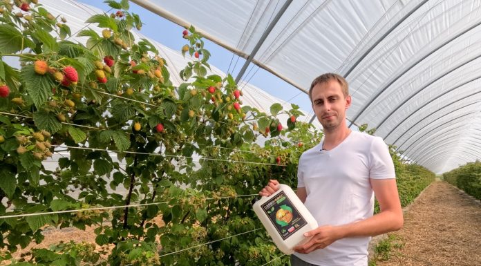 Produkty humusowe w uprawie malin. Czy warto je stosować?