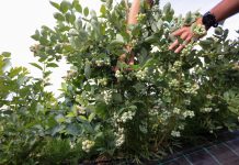 Ta odmiana borówki może podbić polskie plantacje!