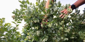 Ta odmiana borówki może podbić polskie plantacje!