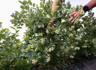 Ta odmiana borówki może podbić polskie plantacje!