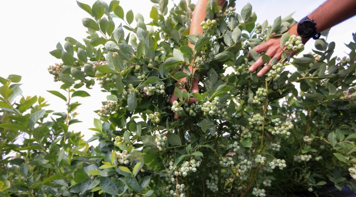 Ta odmiana borówki może podbić polskie plantacje!