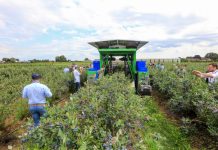 Odmiany borówek od Fall Creek podczas Field & Forum 2023