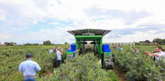 Odmiany borówek od Fall Creek podczas Field & Forum 2023