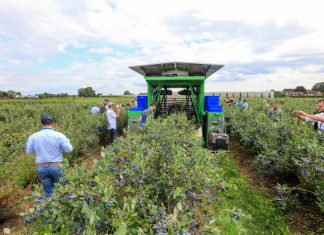 Odmiany borówek od Fall Creek podczas Field & Forum 2023