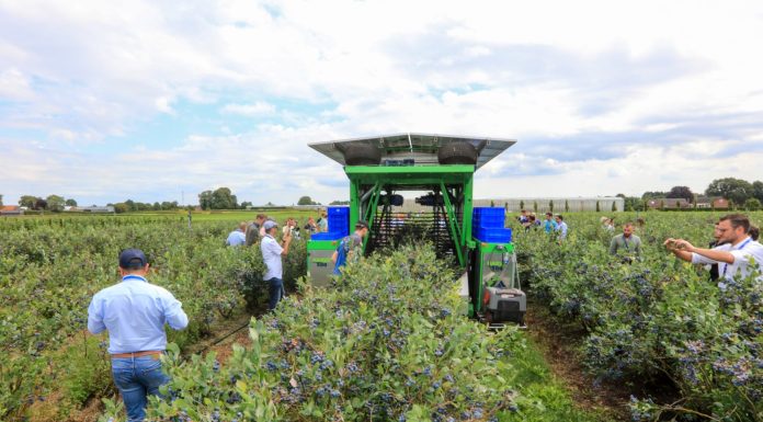 Odmiany borówek od Fall Creek podczas Field & Forum 2023