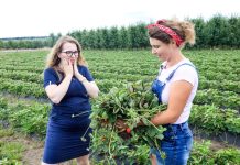 Choroba niszczy całą plantację truskawek. Czy przyczyną są sadzonki?