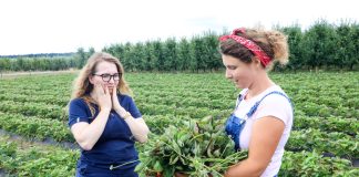 Choroba niszczy całą plantację truskawek. Czy przyczyną są sadzonki?