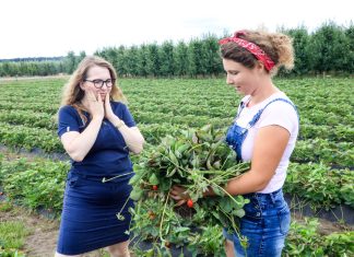 Choroba niszczy całą plantację truskawek. Czy przyczyną są sadzonki?