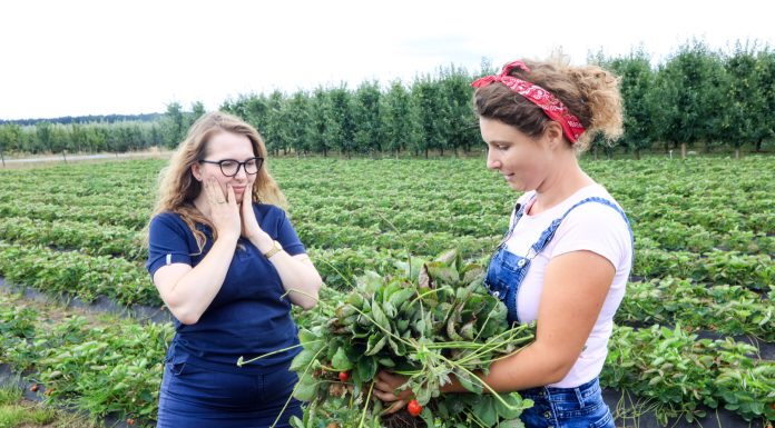 Choroba niszczy całą plantację truskawek. Czy przyczyną są sadzonki?