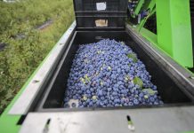 Co zrobić by produkcja borówek była nadal opłacalna?