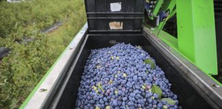 Co zrobić by produkcja borówek była nadal opłacalna?